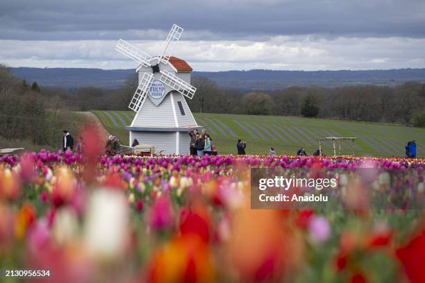 Tulleys Tulip Fest kicks off to celebrate the arrival of spring as people visit to see colorfields, a natural spectacle featuring over 500,000 tulips...