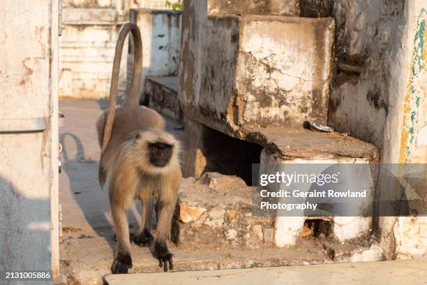 Monkey Rajasthan 377 Indian Langur Monkey Stock Photos, High-Res Pictures, and Images ...