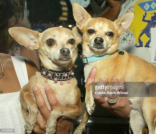 Gidget , The Taco Bell dog, and Moondoggie arrive at the screening of "Legally Blonde 2" at the National Theater on July 1, 2003 in Los Angeles,...