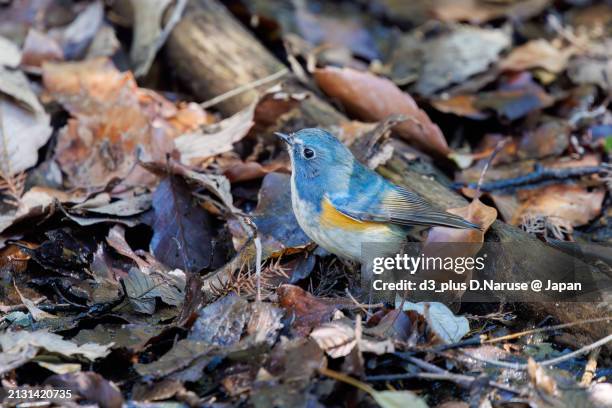 a happy blue bird, the lovely red-flanked bluetail (tarsiger cyanurus, family comprising flycatchers).

at omachi park natural observation garden, ichikawa, chiba, japan,
photo by march 9, 2024. - 千葉県 stock pictures, royalty-free photos & images