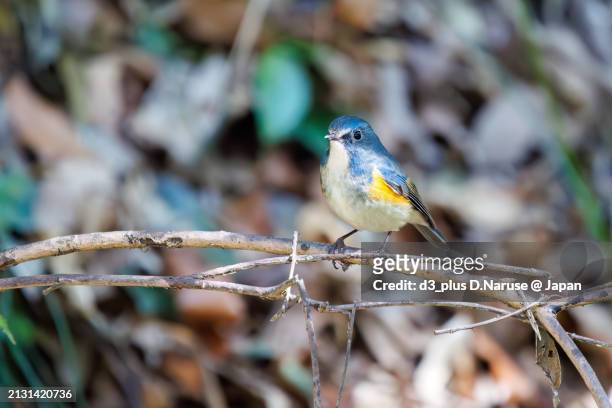 a happy blue bird, the lovely red-flanked bluetail (tarsiger cyanurus, family comprising flycatchers).

at omachi park natural observation garden, ichikawa, chiba, japan,
photo by march 9, 2024. - 千葉県 stock pictures, royalty-free photos & images
