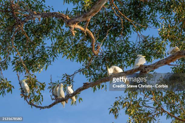 Crackle of Cockatoos sit in morning light up a Gum tree at Whale Beach on Sydney's Northern Beaches, on March 31 in Sydney, Australia