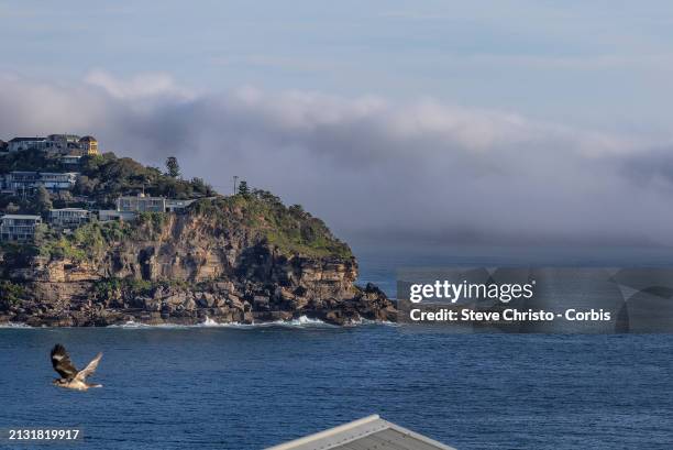 Kookaburra flys past as an early morning sea mist covers Barrenjoey Headland taken from Careel Head at Whale Beach on Sydney's Northern Beaches, on...