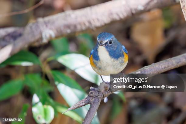 a happy blue bird, the lovely red-flanked bluetail (tarsiger cyanurus, family comprising flycatchers).

at omachi park natural observation garden, ichikawa, chiba, japan,
photo by march 9, 2024. - 千葉県 stock pictures, royalty-free photos & images