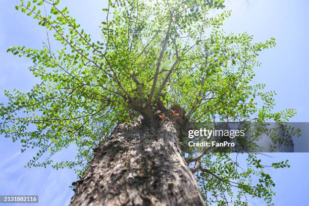 in spring, the leaves of the trees begin to turn green - fiddlehead stock pictures, royalty-free photos & images