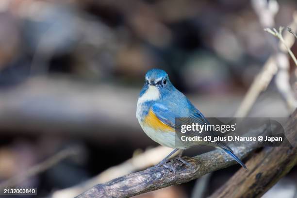 a happy blue bird, the lovely red-flanked bluetail (tarsiger cyanurus, family comprising flycatchers).

at omachi park natural observation garden, ichikawa, chiba, japan,
photo by march 9, 2024. - tarsiger cyanurus stock pictures, royalty-free photos & images