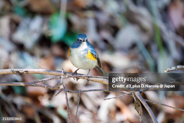 a happy blue bird, the lovely red-flanked bluetail (tarsiger cyanurus, family comprising flycatchers).

at omachi park natural observation garden, ichikawa, chiba, japan,
photo by march 9, 2024. - 千葉県 foto e immagini stock