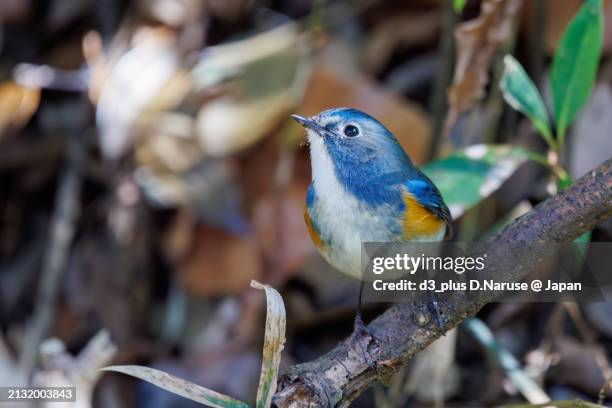 a happy blue bird, the lovely red-flanked bluetail (tarsiger cyanurus, family comprising flycatchers).

at omachi park natural observation garden, ichikawa, chiba, japan,
photo by march 9, 2024. - 千葉県 stock pictures, royalty-free photos & images