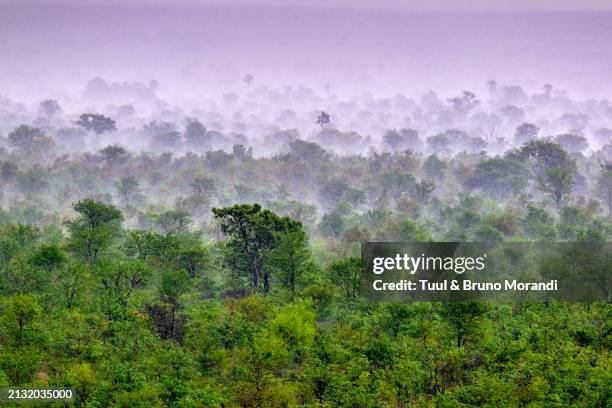 zimbabwe, zambezi national park - zimbabwe stockfoto's en -beelden