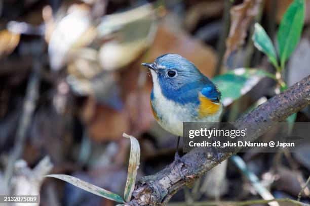 a happy blue bird, the lovely red-flanked bluetail (tarsiger cyanurus, family comprising flycatchers).

at omachi park natural observation garden, ichikawa, chiba, japan,
photo by march 9, 2024. - 千葉県 foto e immagini stock