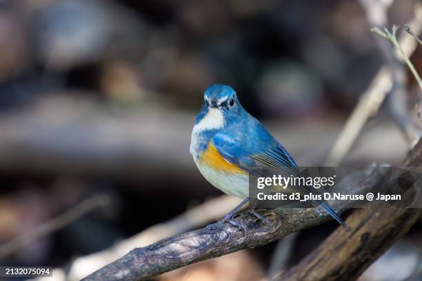 a happy blue bird, the lovely red-flanked bluetail (tarsiger cyanurus, family comprising flycatchers).

at omachi park natural observation garden, ichikawa, chiba, japan,
photo by march 9, 2024. - tarsiger cyanurus stock pictures, royalty-free photos & images