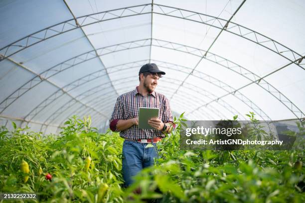 operaio agricolo che analizza la crescita degli ortaggi in serra. - orticoltura foto e immagini stock