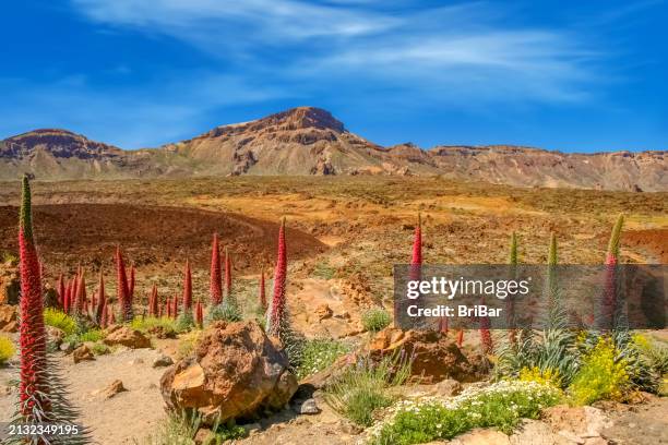 echium wildpretii flower (red bugloss), mount teide landscape, tenerife, spain - teneriffa bildbanksfoton och bilder