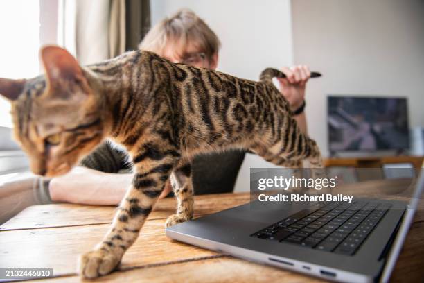 cat interrupting work - interuption stock pictures, royalty-free photos & images