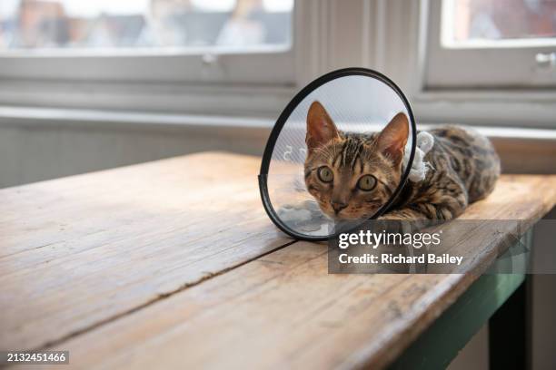 bengal cat wearing a cone around its neck to stop it licking itself - cone of shame stock pictures, royalty-free photos & images