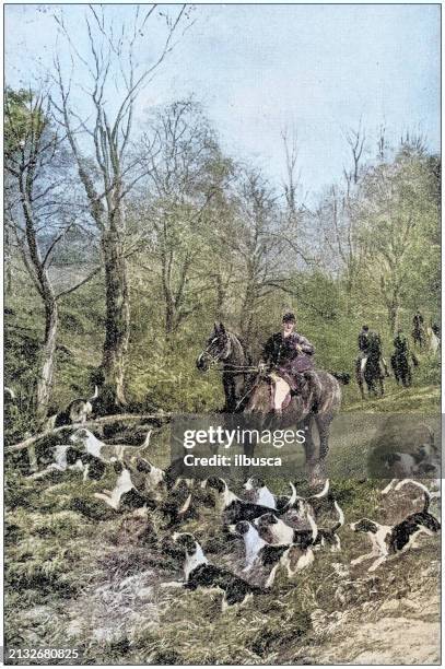 antique painting illustration: hunting - tiere bei der jagd stock-grafiken, -clipart, -cartoons und -symbole