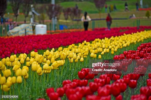 View of tulips at Asia's largest tulip garden as Indira Gandhi Memorial Tulip Garden opens for general public and tourists in Srinagar,...