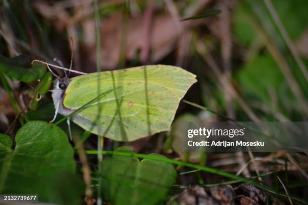 whispers of nature: the leaf butterfly’s camouflaged dance - västra götaland county stock pictures, royalty-free photos & images