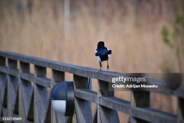 Magapi Bridge 98 Magpie Bridge Stock Photos, High-Res Pictures, and Images - Getty Images