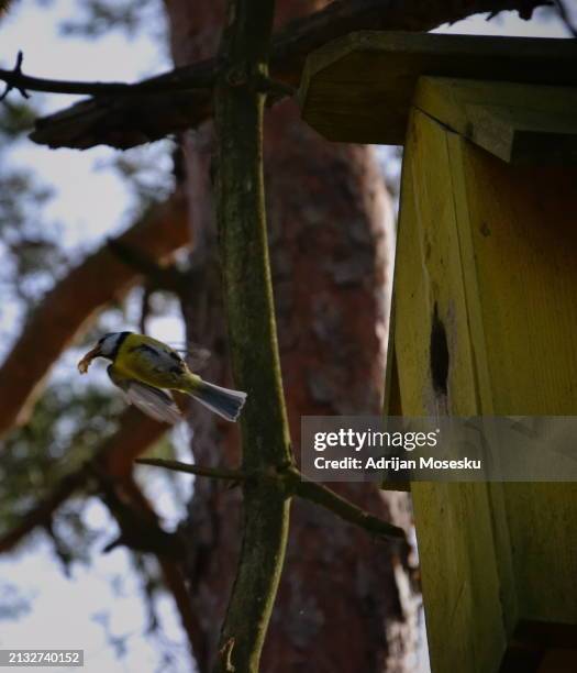 a symphony of nature unleashed: the delicate dance of a vibrant bird amidst the silent echoes of the wilderness, a testament to life’s unyielding beauty and resilience in every flutter and whisper of the wind - gothenburg winter stock pictures, royalty-free photos & images