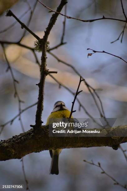 a serene image capturing a bird perched on a branch, surrounded by the tranquil beauty of nature - gothenburg winter stock pictures, royalty-free photos & images