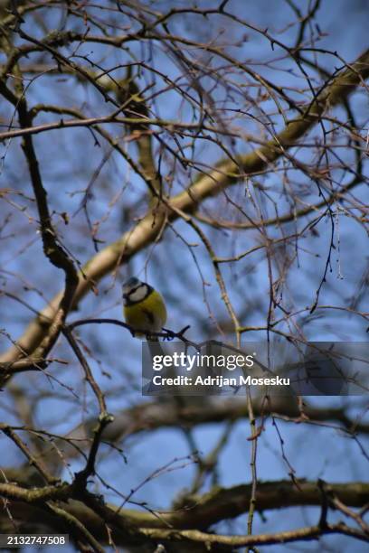 a lone bird perches on a bare branch, its yellow and white feathers contrasting the intricate network of brown branches against a soft blue sky. - gothenburg winter stock pictures, royalty-free photos & images