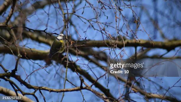 a lone bird perches on a bare branch, its yellow and white feathers contrasting the intricate network of brown branches against a soft blue sky. - gothenburg winter stock pictures, royalty-free photos & images