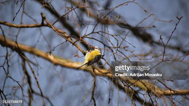 a solitary symphony: the melodic dance of a lone bird amidst the whispering branches, painting the sky with hues of freedom and echoing the songs of a silent forest - gothenburg winter stock pictures, royalty-free photos & images