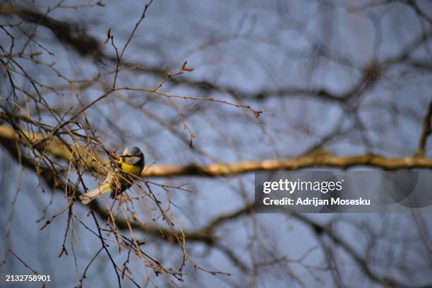 a symphony of nature: the melodic dance of a golden-hued songbird amidst the whispering branches, uniting earth and sky in a serene ballet of existence - gothenburg winter stock pictures, royalty-free photos & images