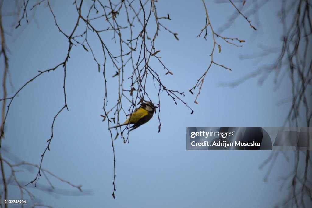 A Symphony of Nature: The Melodic Dance of a Golden-Hued Songbird Amidst the Whispering Branches, Uniting Earth and Sky in a Serene Ballet of Existence