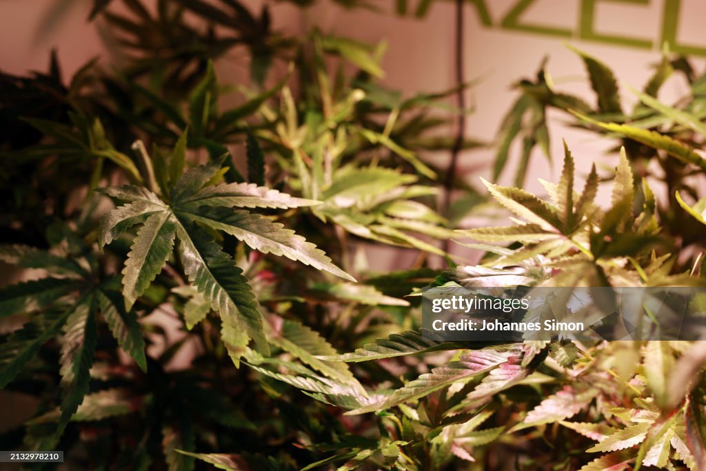 Cannabis Social Clubs Gear Up Following Legalization