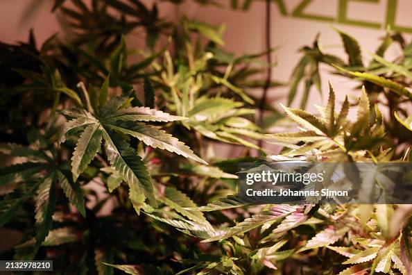 Cannabis Social Clubs Gear Up Following Legalization Cannabis Social Clubs Gear Up Following Legalization