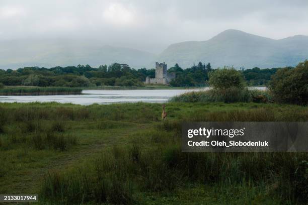 ross castle in killarney, ireland - killarney lake stock pictures, royalty-free photos & images