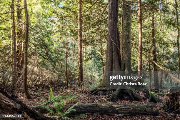 chemainus forest - christa stock pictures, royalty-free photos & images