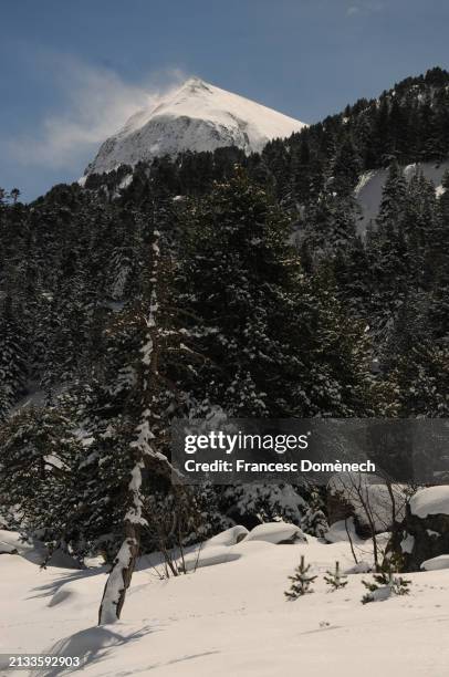 snowy landscape with peak in the background with visible wind effects - korktanne stock-fotos und bilder