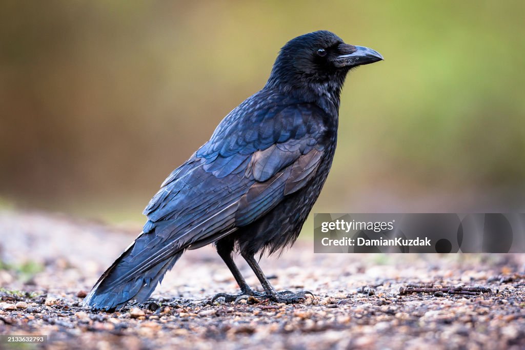 Carrion crow (Corvus corone)
