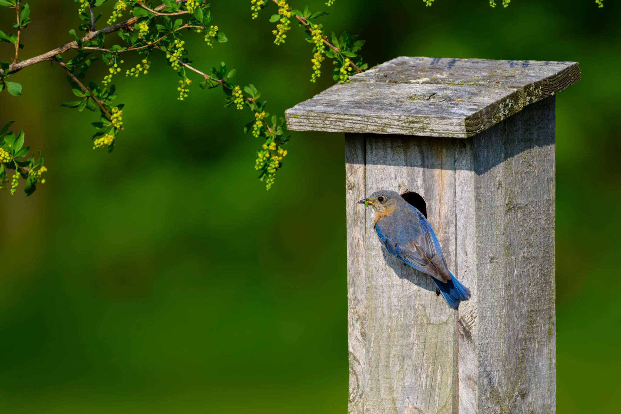 nesting box