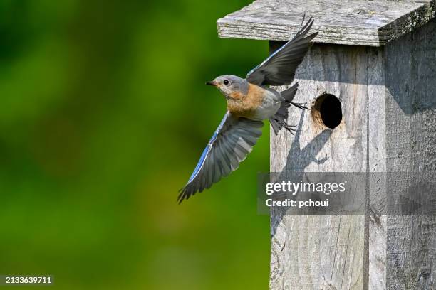 eastern bluebird, female bird leaving birdhouse - bird-leaving-nest stock pictures, royalty-free photos & images