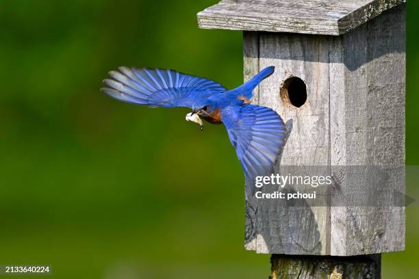eastern-bluebird-male-cleaning