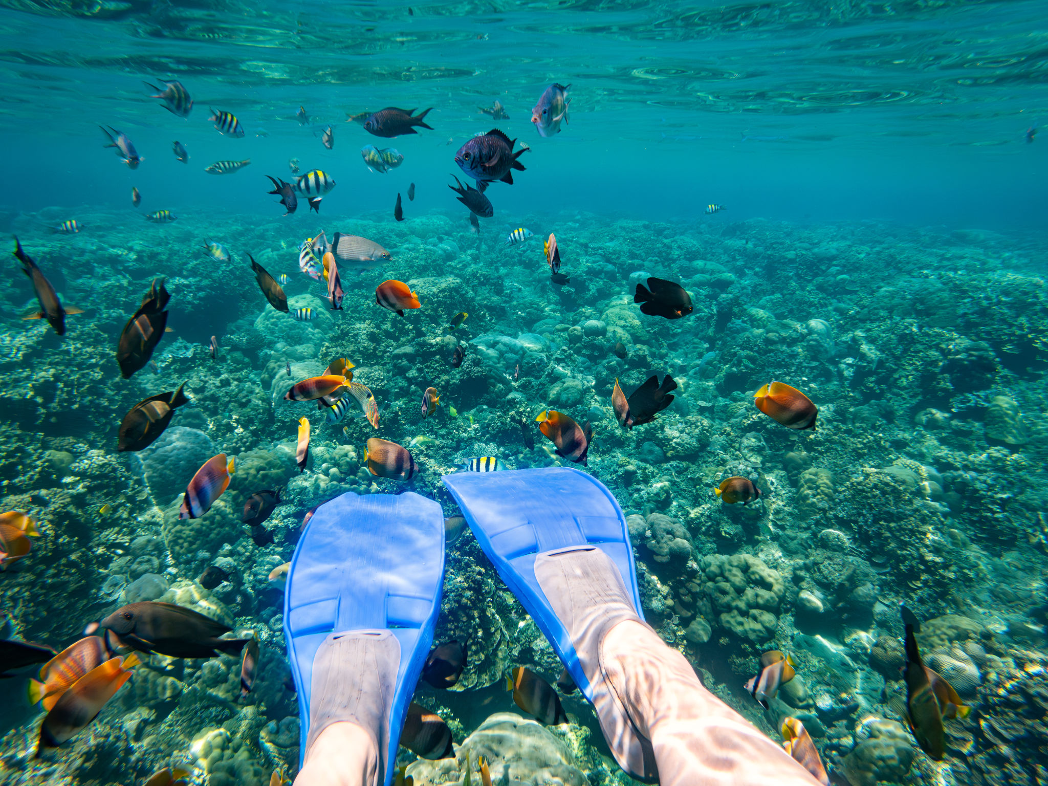 POV, Mulher Sênior Observando Peixes Tropicais Subaquáticos no Recife de Coral POV, Mulher Sênior Observando Peixes Tropicais Subaquáticos no Recife de Coral