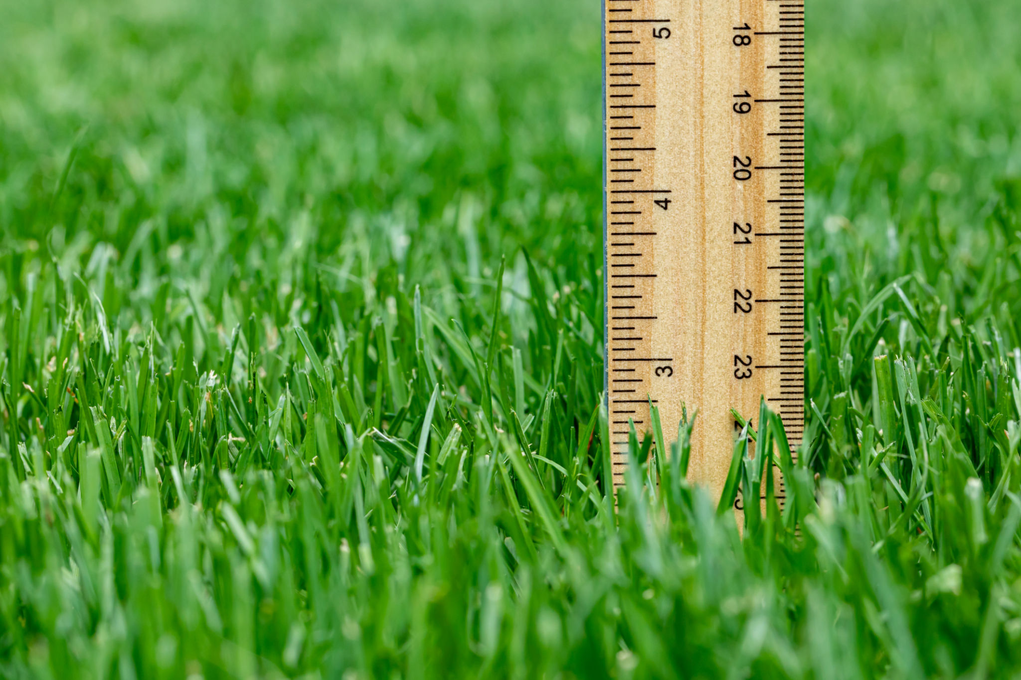 Measuring height of grass in lawn. Lawncare, mower cutting height, and healthy lawn concept. Measuring height of grass in lawn. Lawncare, mower cutting height, and healthy lawn concept.