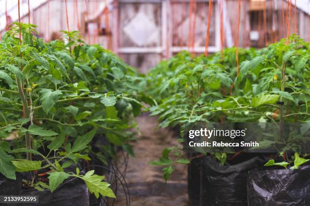 tomato plants - new england conservatory stock pictures, royalty-free photos & images