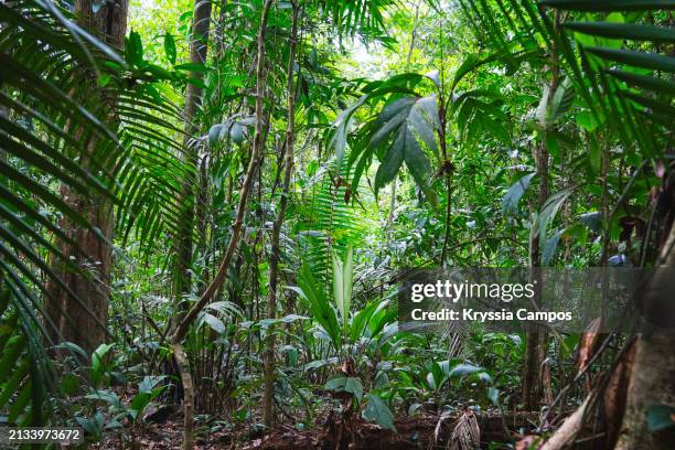 biodiversity oasis: lush foliage in the protected rainforest - foresta pluviale tropicale foto e immagini stock