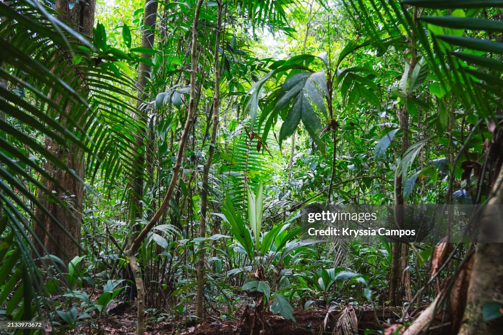 Biodiversity Oasis: Lush Foliage in the Protected Rainforest