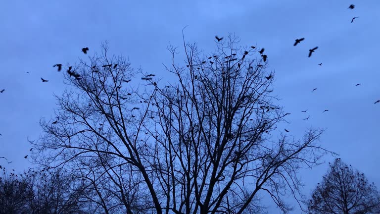 Crows Out 1,750 The Tree Of Crows Stock Videos, Footage, & 4K Video Clips - Getty ...
