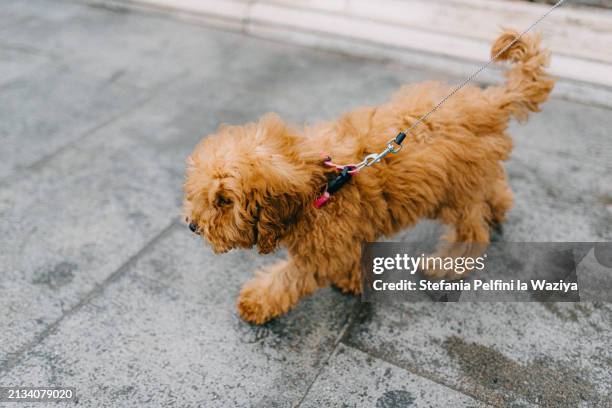poodle dog - miniature poodle stock pictures, royalty-free photos & images