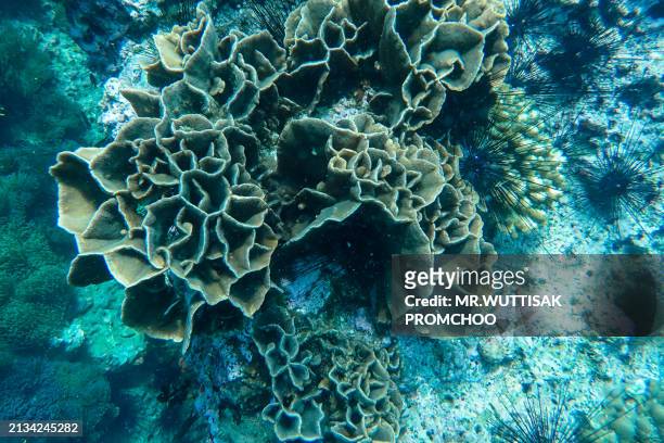 corals, fish and shellfish under the sea. - society islands stock pictures, royalty-free photos & images