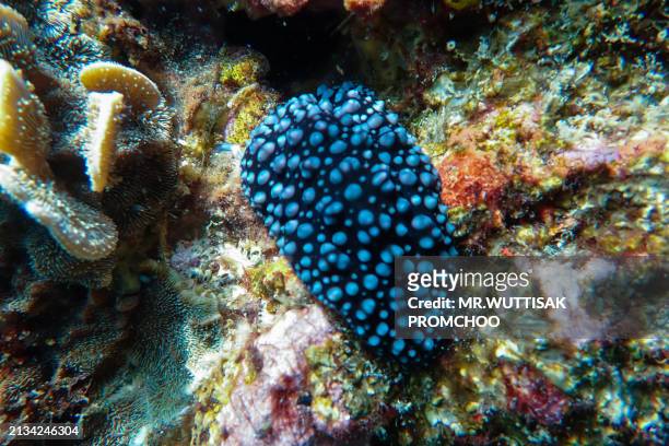 corals, fish and shellfish under the sea. - society islands stock pictures, royalty-free photos & images
