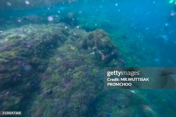 corals, fish and shellfish under the sea. - society islands stock pictures, royalty-free photos & images