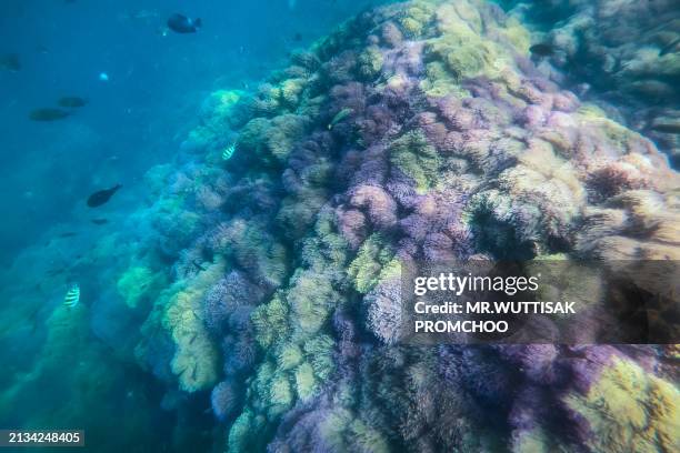 corals, fish and shellfish under the sea. - society islands stock pictures, royalty-free photos & images